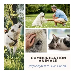 programme de Communication Animale
Infovet.net
