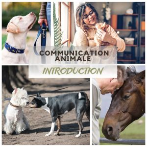 Webinaire-Communication-Publication-Instagram-Carre-1-300x300